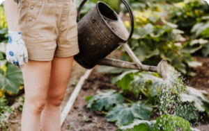 Save Water in Your Garden With These 10 Tips!